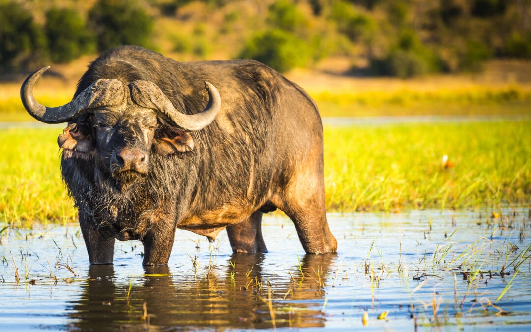 Let Go of the Water Buffalo